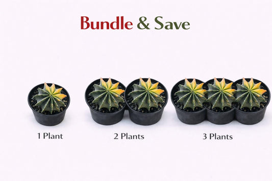 Alternate Angle of Variegated Colorful Indoor Cactus, Live Mini Succulent Plant, Easy Care Desk Houseplant Gift, highlighting its cactus look and listing presentation