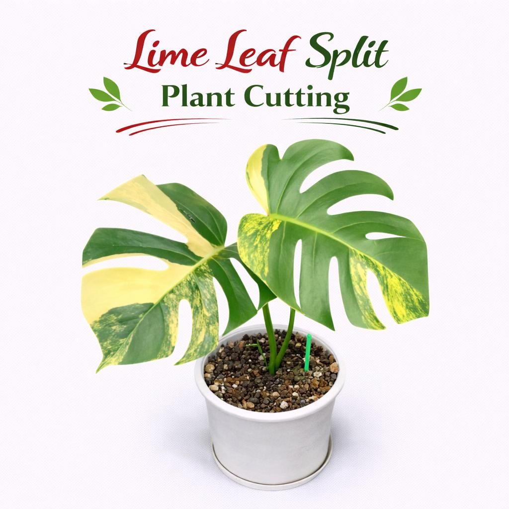 Main product photo of Lime Leaf Split Plant Cutting, Rooted Tropical Indoor Houseplant Starter, Variegated Leaf Decor, Easy Care Plant Gift, showing the primary view of the listing