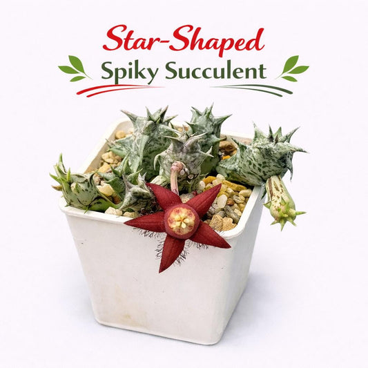Main product photo of Star-Shaped Spiky Succulent, Live Indoor Cactus, Unique Bloom Houseplant, Easy Care Desk Plant, Mini Exotic Succulent Gift, showing the primary view of the listing