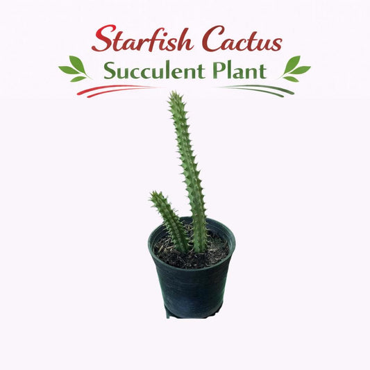 Main product photo of Starfish Cactus Succulent Plant, Unique Indoor Desert Plant, Easy Care Houseplant, Small Potted Cactus Gift, showing the primary view of the listing