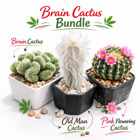 Alternate Angle of Brain Style Cactus Bundle, Live Succulent Set, Mini Indoor Desert Plant Collection, Easy Care Houseplant Gift for Desk or Shelf Decor, highlighting its cactus look and listing presentation