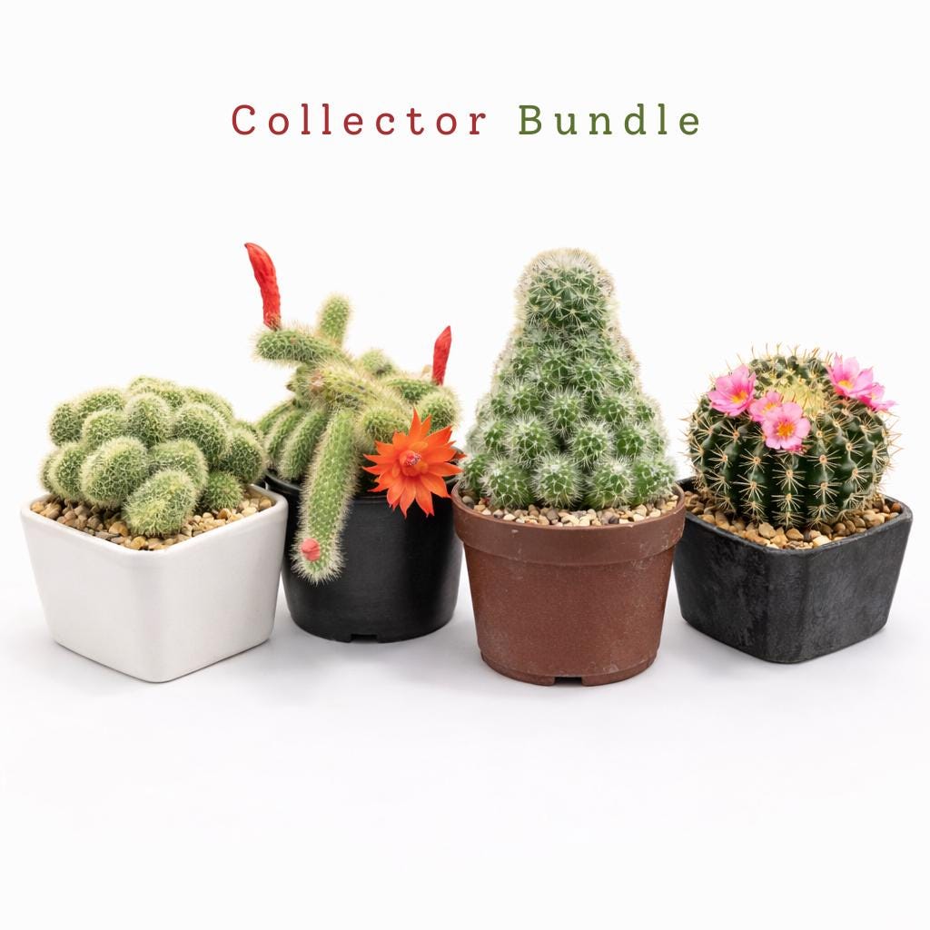 Additional Detail View of Brain Style Cactus Bundle, Live Succulent Set, Mini Indoor Desert Plant Collection, Easy Care Houseplant Gift for Desk or Shelf Decor, highlighting its cactus look and listing presentation