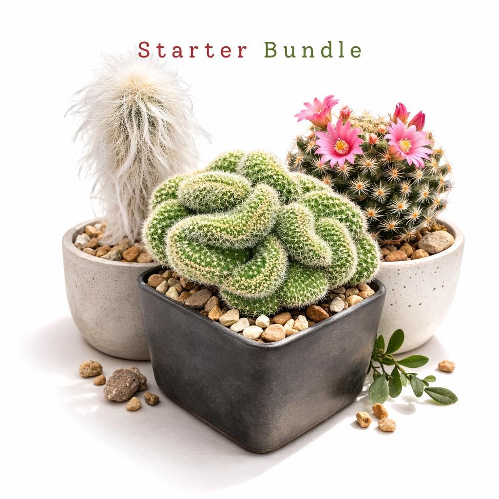 Packaging View of Brain Style Cactus Bundle, Live Succulent Set, Mini Indoor Desert Plant Collection, Easy Care Houseplant Gift for Desk or Shelf Decor, highlighting its cactus look and listing presentation