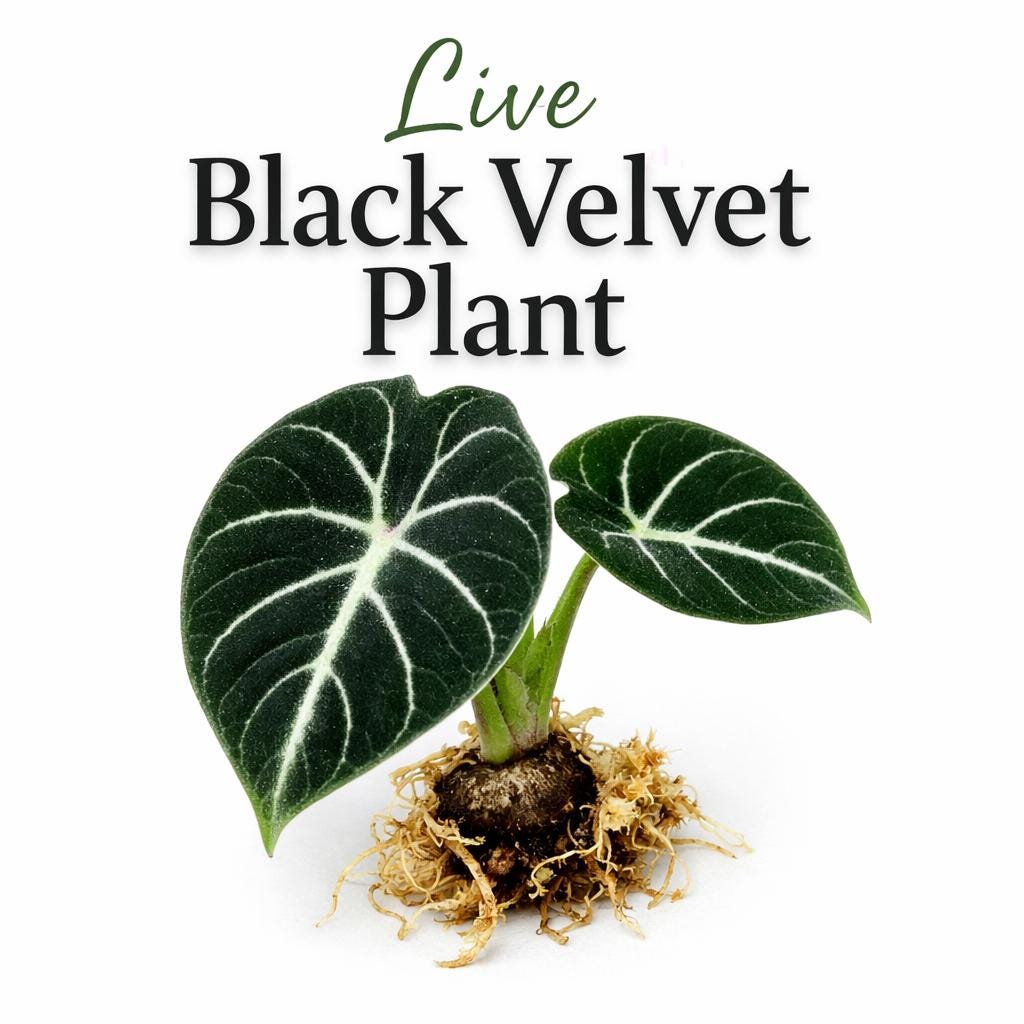 Main product photo of Black Velvet Plant Corm Starter, Alocasia Reginula Indoor Houseplant, Easy Care Tropical Plant, Compact Home Décor Gift, showing the primary view of the listing