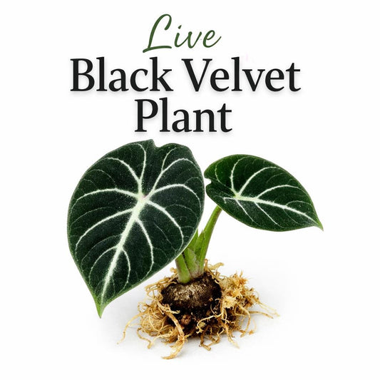 Main product photo of Black Velvet Plant Corm Starter, Alocasia Reginula Indoor Houseplant, Easy Care Tropical Plant, Compact Home Décor Gift, showing the primary view of the listing