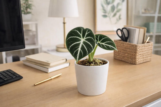 Alternate Angle of Black Velvet Plant Corm Starter, Alocasia Reginula Indoor Houseplant, Easy Care Tropical Plant, Compact Home Décor Gift, highlighting its plant look and listing presentation