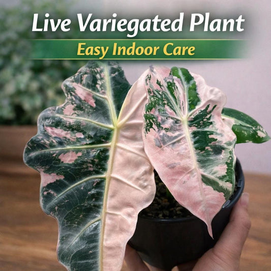 Main product photo of Pink and Green Variegated Plant Corm Starter, Live Indoor Houseplant, Easy Care Decorative Plant, Unique Gift for Plant Lovers, showing the primary view of the listing