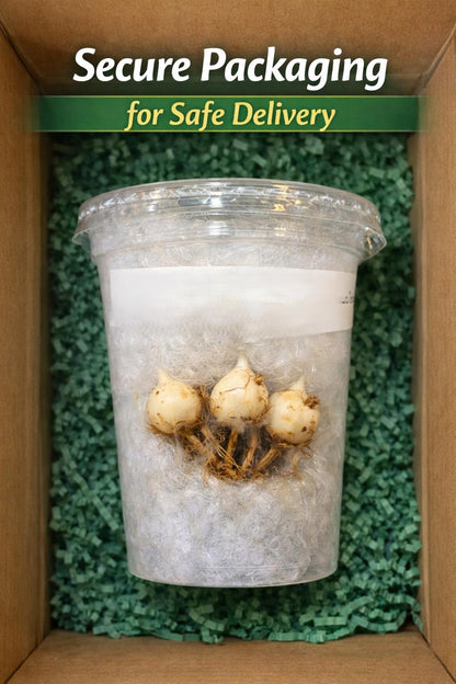 Packaging view — Pink and Green Variegated Plant Corm Starter | Cacti Nest