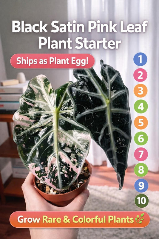Alternate Angle of Black Satin Pink Leaf Plant Starter, Unique Egg Shape Indoor Houseplant, Easy Care Live Starter for Desk Shelf Decor, Gift for Plant Lovers, highlighting its houseplant look and listing presentation
