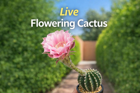 Main product photo of Live Flowering Cactus Plant, Easy Care Indoor Succulent, Blooming Decorative Houseplant, Unique Gift for Plant Lovers, showing the primary view of the listing