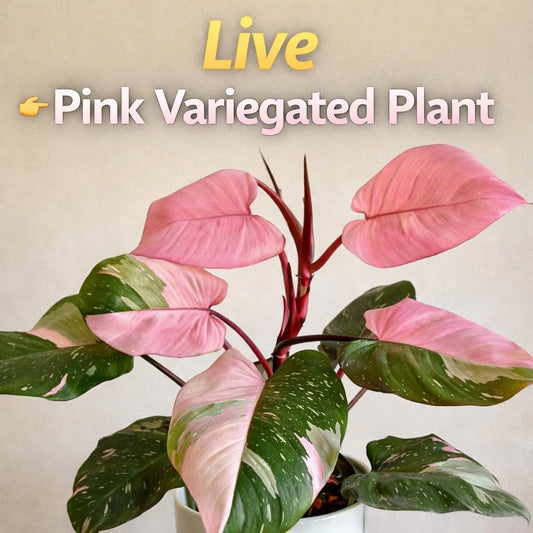 Main product photo of Pink Princess Variegated Plant, Live Indoor Houseplant, Pink Leaf Decorative Plant, Easy Care Home Decor Gift, showing the primary view of the listing