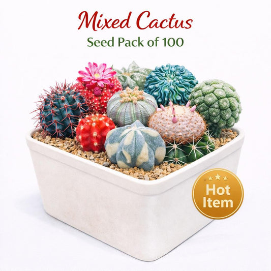 Main product photo of Mixed Cactus Seed Pack of 100, Colorful Indoor Succulent Garden Starter, Easy Grow Seeds for Pots or Planters, Fun Gift for Home Plant Lover, showing the primary view of the listing