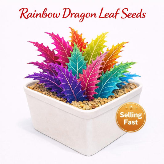 Main product photo of Rainbow Dragon Leaf Seeds, Colorful Foliage Garden Starter, Easy Grow Leafy Plant Seed, showing the primary view of the listing