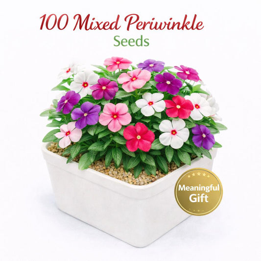 Main product photo of 100 Mixed Periwinkle Seeds, Easy Grow Flower Seeds for Indoor and Outdoor Gardens, Patio Pots, DIY Planting, Small Garden Starter Pack, showing the primary view of the listing