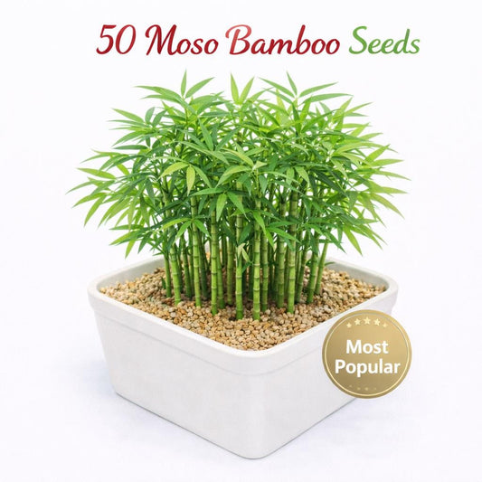 Main product photo of 50 Moso Bamboo Seeds, Easy Grow Indoor or Outdoor Bamboo, Mini Bamboo Starter Pack for Garden, Patio, or Container Planting, showing the primary view of the listing