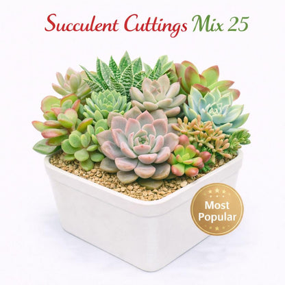 Main product photo of Succulent Cuttings Mix 25, Live Succulent Cuttings, Easy Care Indoor Plants, DIY Planter Starter Set, Garden Gift, showing the primary view of the listing