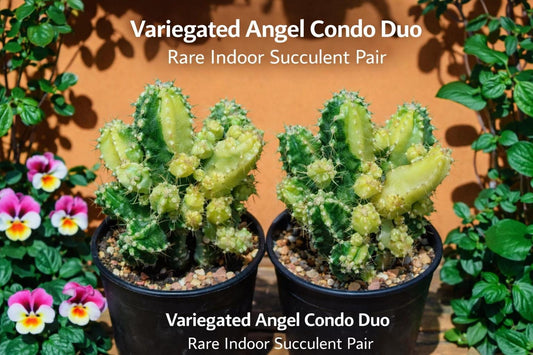 Main product photo of Set of 2 Variegated Angel Style Succulents, Colorful Indoor Cactus Plants, Easy Care Live Houseplant Duo for Home DecorGift for Plant Lovers, showing the primary view of the listing
