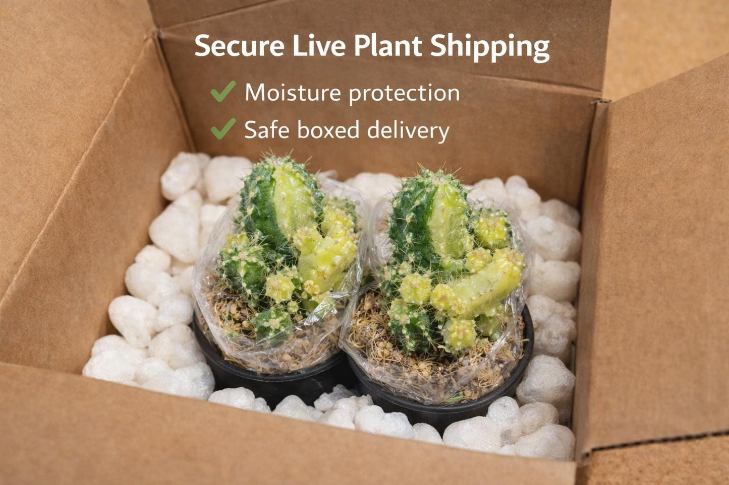 Close-up detail — Set of 2 Variegated Angel Style Succulents | Cacti Nest