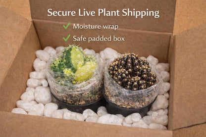 Side view — Mini Glossy Brown Cactus Plant | Cacti Nest
