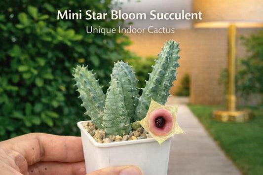 Main product photo of Mini Star Bloom Succulent Plant, Unique Indoor Cactus Houseplant, Easy Care Live Desk Plant, Small Gift for Plant Lovers, showing the primary view of the listing