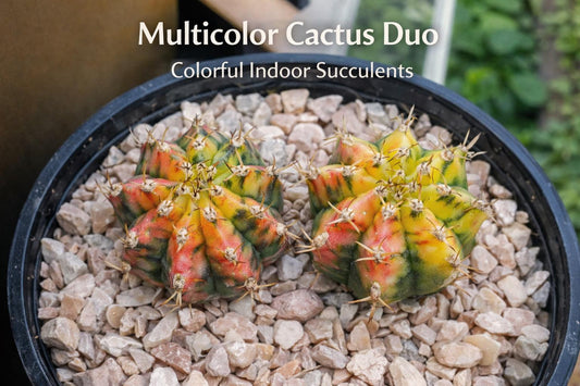 Alternate Angle of Multicolor Cactus Plants, Easy Care Indoor Succulent Duo, Colorful Mini Houseplant Decor, Live Desk Plant Gift, highlighting its cactus look and listing presentation