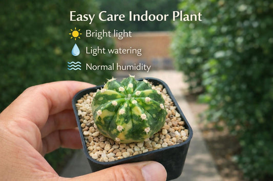 Alternate Angle of Variegated Indoor Cactus Plant, Mini Potted Succulent Decor, Easy Care Live Houseplant Gift, highlighting its cactus look and listing presentation