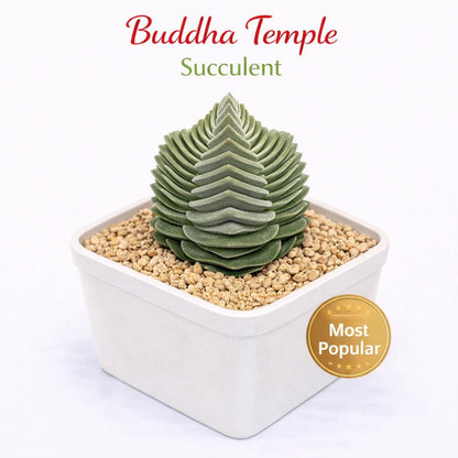 Main product photo of Buddha Temple Succulent, Geometric Mini Houseplant, showing the primary view of the listing
