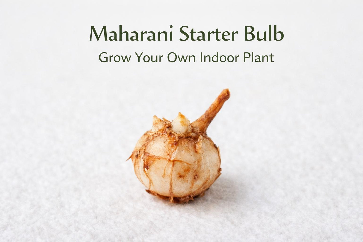 Alternate angle — Maharani Starter Plant Bulb | Cacti Nest
