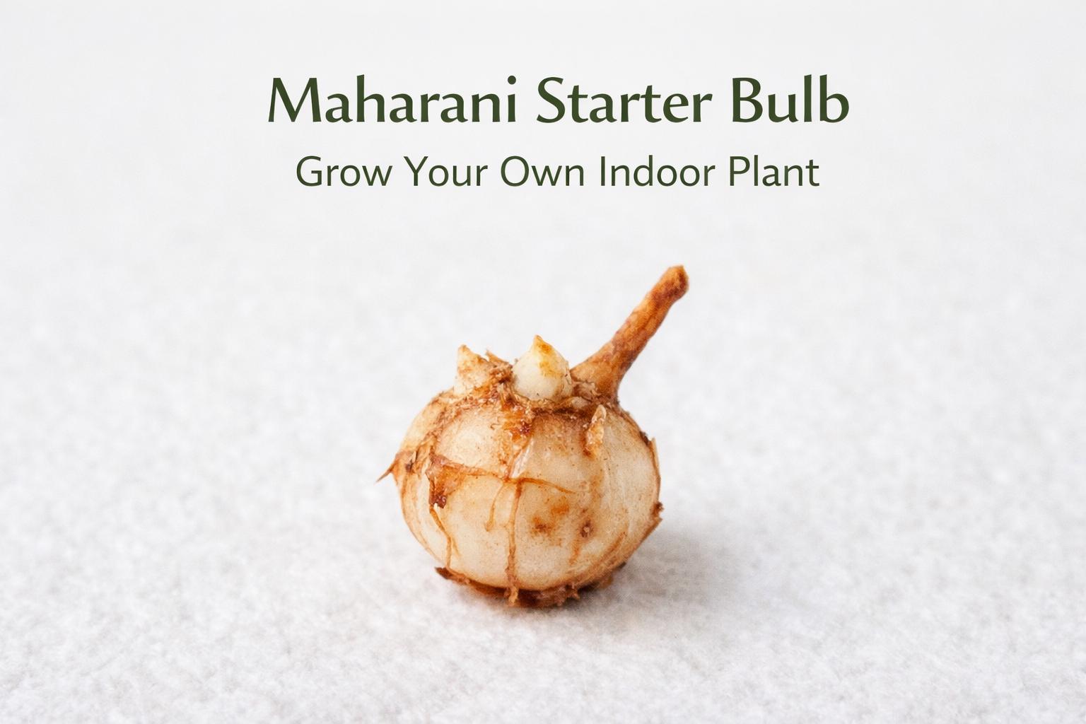 Alternate angle — Maharani Starter Plant Bulb | Cacti Nest