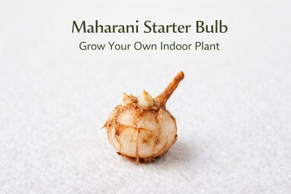 Alternate angle — Maharani Starter Plant Bulb | Cacti Nest