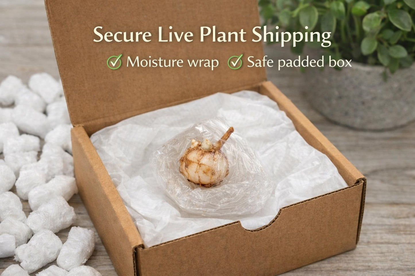 Styled display — Maharani Starter Plant Bulb | Cacti Nest