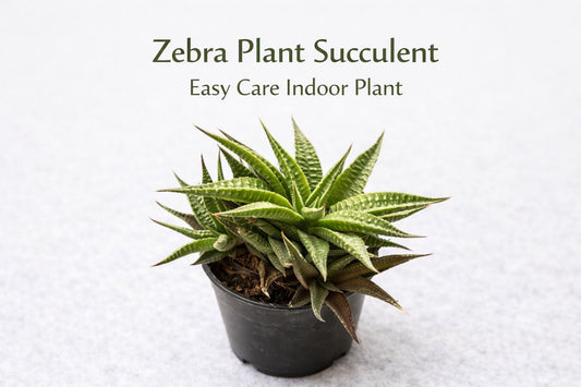 Main product photo of Zebra Plant Succulent, Easy Care Indoor Houseplant, Mini Potted Green Plant, Desk Décor Gift, Beginner Friendly, showing the primary view of the listing