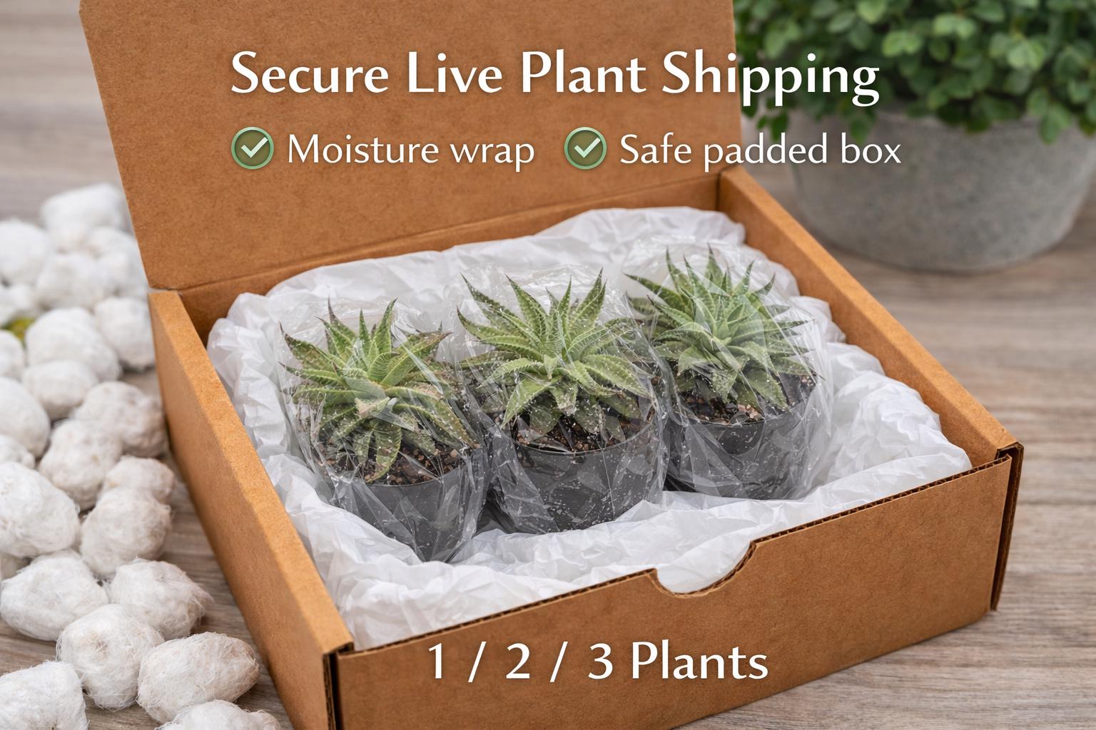 Styled display — Zebra Plant Succulent | Cacti Nest