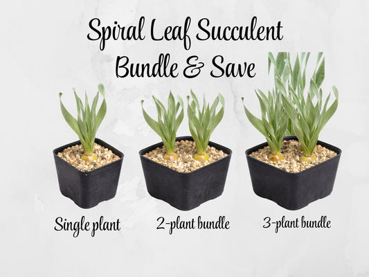 Alternate angle — Spiral Leaf Succulent Live Plant | Cacti Nest