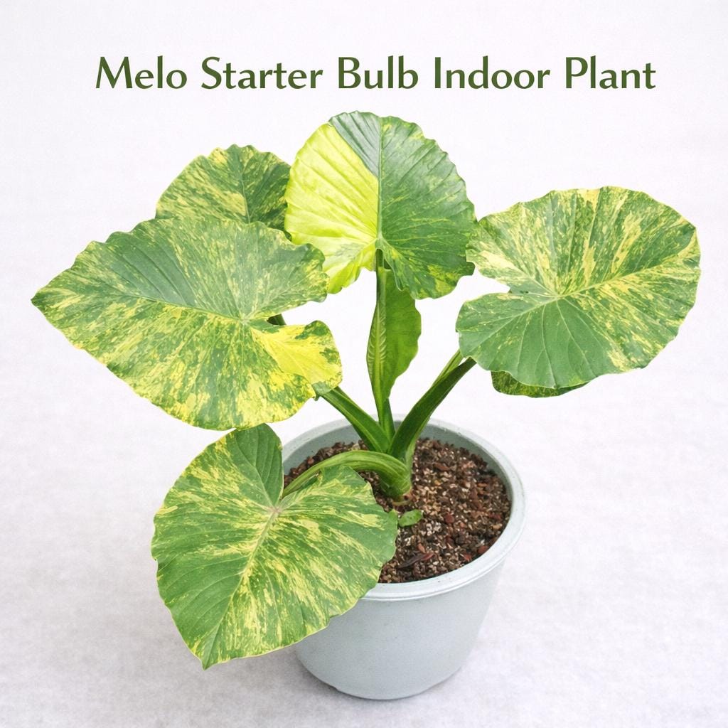 Main product photo of Melo Starter Bulb Indoor Plant, Live Houseplant Corm, Easy Care Tropical Desk Plant, Grow Your Own Indoor Greenery, showing the primary view of the listing
