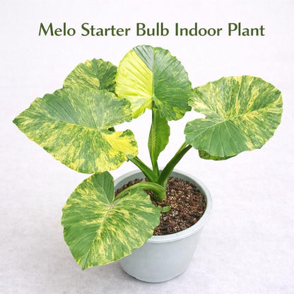 Main product photo of Melo Starter Bulb Indoor Plant, Live Houseplant Corm, Easy Care Tropical Desk Plant, Grow Your Own Indoor Greenery, showing the primary view of the listing