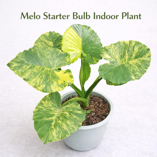 Main product photo of Melo Starter Bulb Indoor Plant, Live Houseplant Corm, Easy Care Tropical Desk Plant, Grow Your Own Indoor Greenery, showing the primary view of the listing