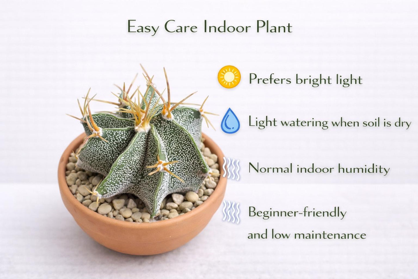 Close-up detail — Star Pattern Cactus Indoor Succulent | Cacti Nest