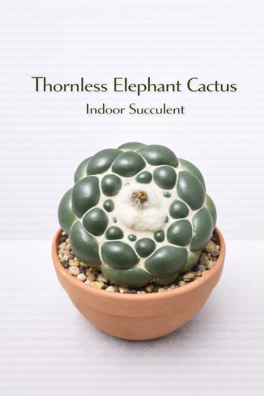 Main product photo of Thornless Elephant Cactus Indoor Succulent, Easy Care Potted Desert Plant, Unique Textured Houseplant Décor Gift, showing the primary view of the listing