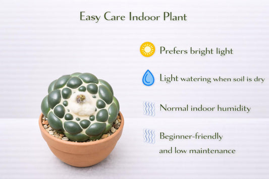 Alternate Angle of Thornless Elephant Cactus Indoor Succulent, Easy Care Potted Desert Plant, Unique Textured Houseplant Décor Gift, highlighting its cactus look and listing presentation
