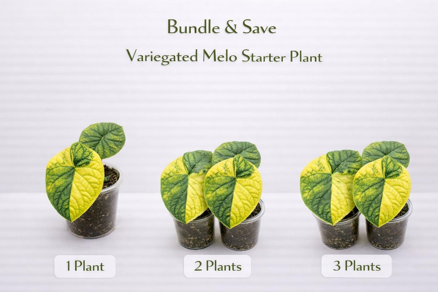 Overhead view — Variegated Melo Starter Plant | Cacti Nest