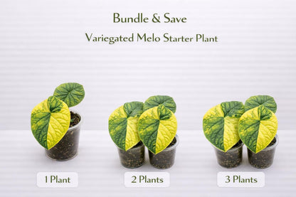 Overhead view — Variegated Melo Starter Plant | Cacti Nest