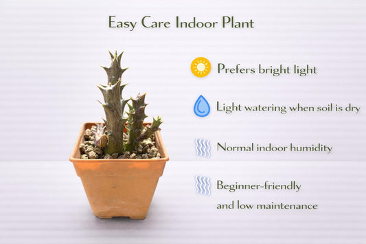 Alternate Angle of Caralluma Indoor Succulent Plant, Easy Care Desert Cactus in Pot, Unique Drought Tolerant Houseplant, Mini Desk Plant Decor, highlighting its cactus look and listing presentation