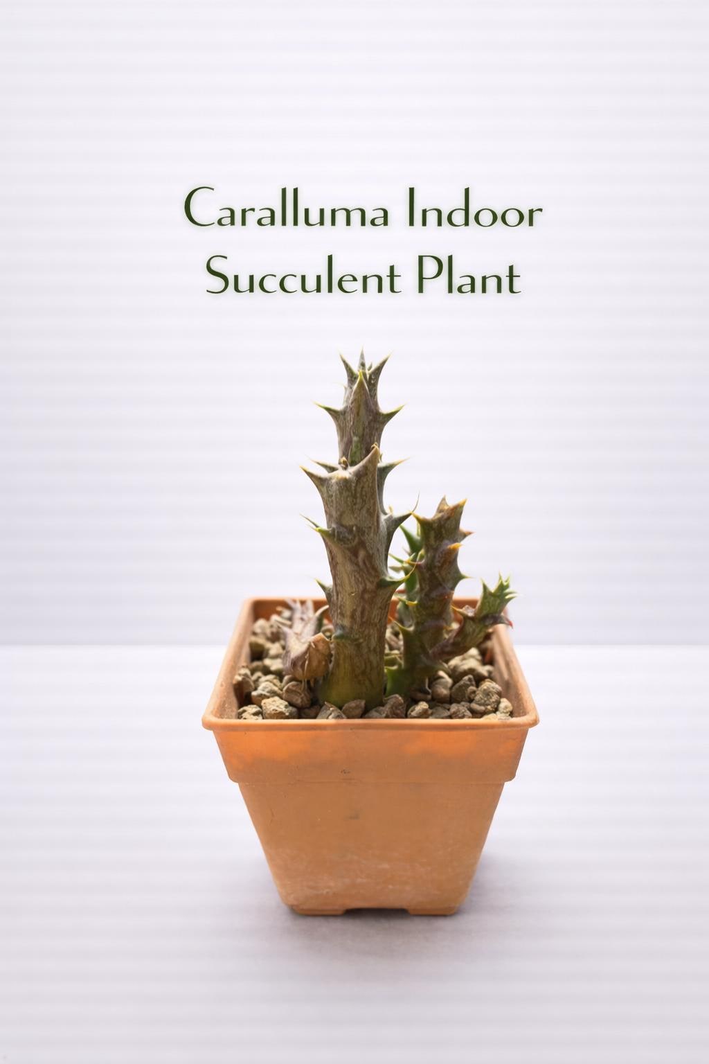 Main product photo of Caralluma Indoor Succulent Plant, Easy Care Desert Cactus in Pot, Unique Drought Tolerant Houseplant, Mini Desk Plant Decor, showing the primary view of the listing