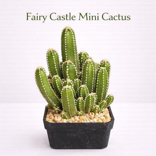Main product photo of Fairy Castle Mini Cactus Plant, Easy Care Indoor Succulent, Small Potted Desk Plant, Unique Home Decor Gift, showing the primary view of the listing