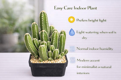 Overhead view — Fairy Castle Mini Cactus Plant | Cacti Nest