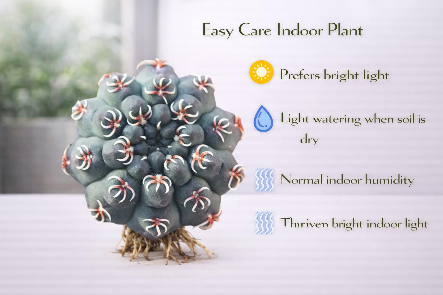 Alternate angle — Live Spider Cactus Plant | Cacti Nest