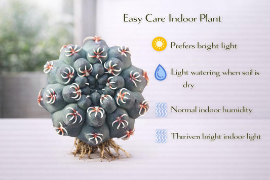 Alternate Angle of Live Spider Cactus Plant, Mini Desert Succulent, Easy Care Indoor Cactus, Small Bare Root Houseplant, Unique Desk Decor Gift, highlighting its cactus look and listing presentation