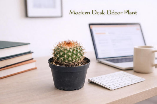 Alternate Angle of Golden Ball Mini Cactus Indoor Plant, Easy Care Small Succulent, Desk Decor Houseplant Gift, Live Potted Desert Plant, highlighting its cactus look and listing presentation
