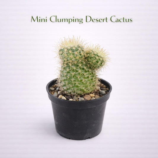 Main product photo of Mini Clumping Desert Cactus Plant, Easy Care Indoor Succulent, Small Potted Cactus for Desk Décor, Beginner Friendly Houseplant Gift, showing the primary view of the listing